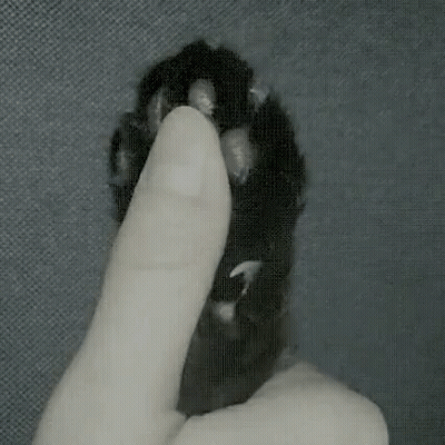 Person Holding Cat's Paw With Finger GIF