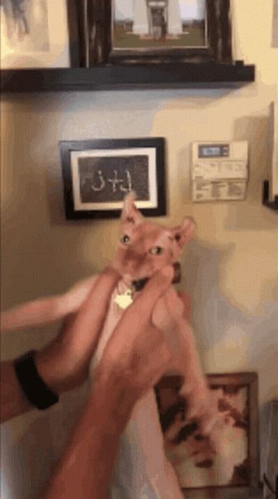 Person Holding Cat With J + J Text GIF