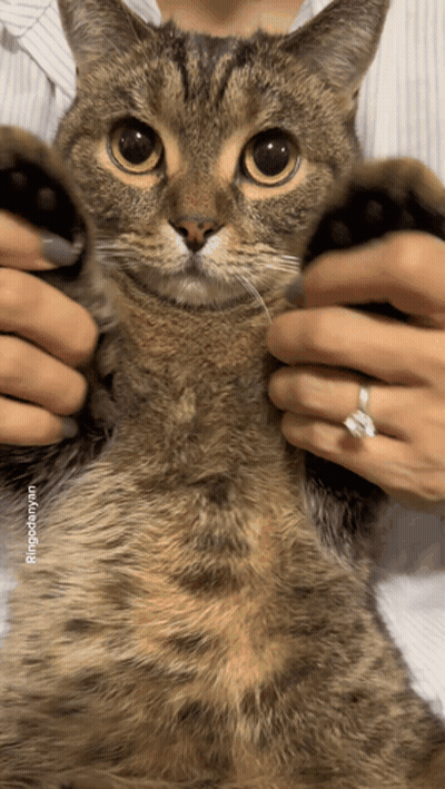 Person Holding Cat With Ring GIF