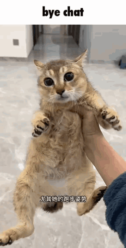 Person Holding Cat With Words Bye Chat GIF