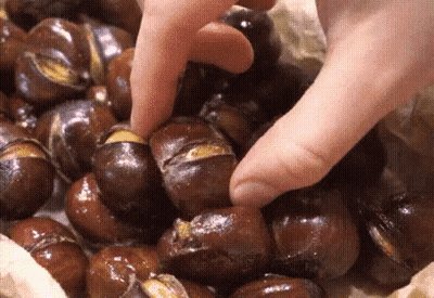 Person Holding Chestnut GIF