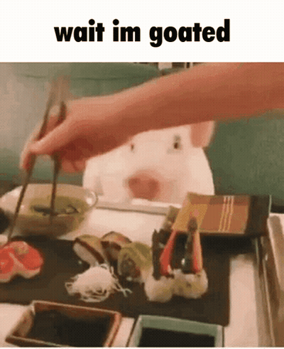 Person Holding Chopsticks Over Sushi With Hamster In Background GIF
