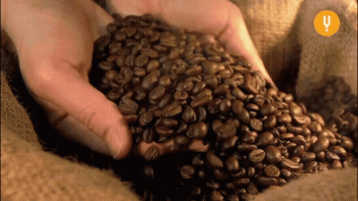 Person Holding Coffee Beans with U Background
