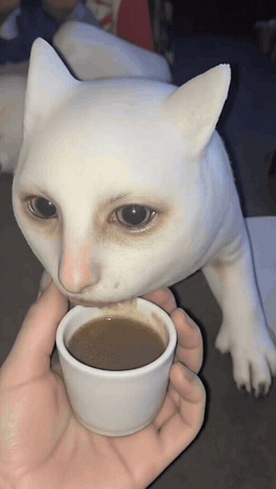 Person Holding Coffee In Front Of White Cat GIF