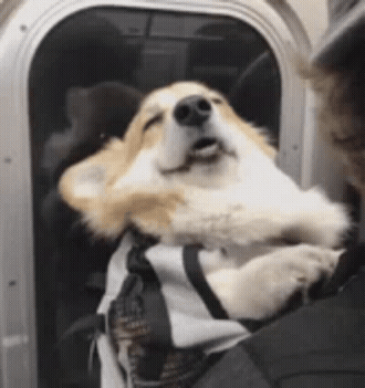 Person Holding Dog In Bag On Bus GIF