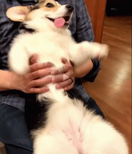 Person Holding Dog With Tongue Out GIF