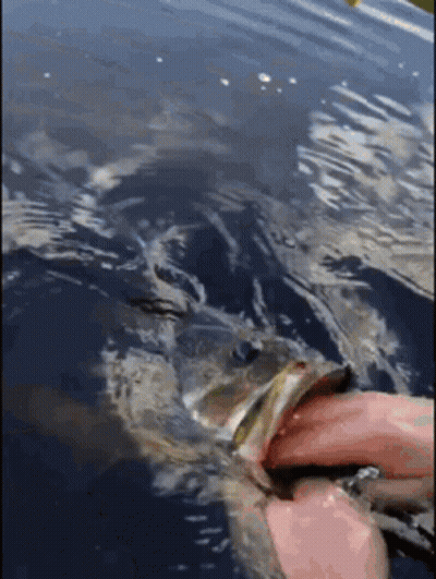 Person Holding Fish In Water GIF
