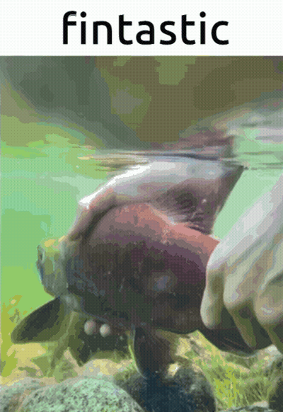 Person Holding Fish Saying Fantastic GIF