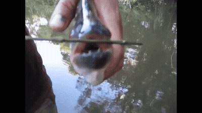 Person Holding Fish With Open Mouth And Stick GIF