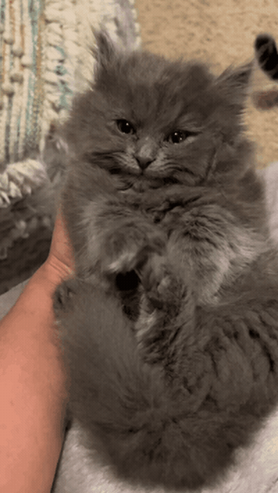 Person Holding Fluffy Grey Kitten GIF