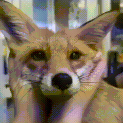 Person Holding Fox Head GIF