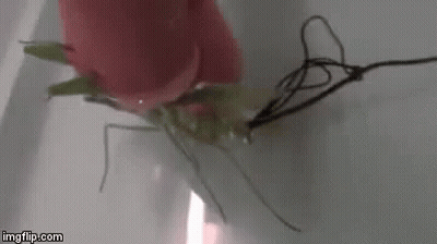 Person Holding Frog In Bathtub GIF