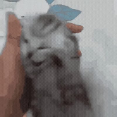 Person Holding Gray Cat Looks At Camera GIF