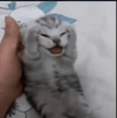 Person Holding Gray Cat With Mouth Open GIF