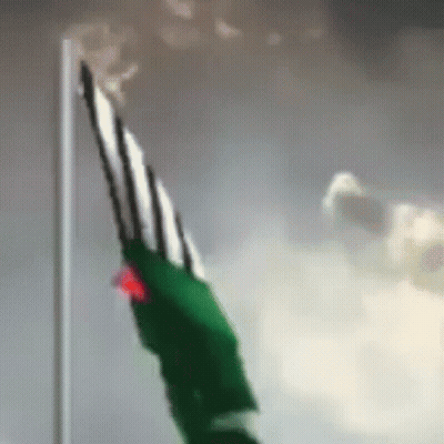 Person Holding Green And White Flag GIF
