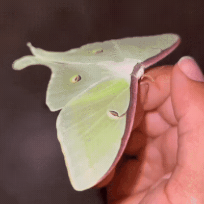 Person Holding Green Butterfly GIF