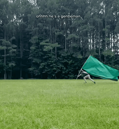 Person Holding Green Flag Ohhh Hes A Gentleman GIF