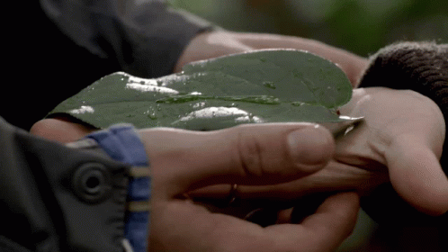 Person Holding Green Leaf With Button On Jacket GIF