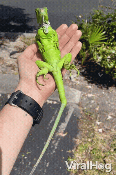 Person Holding Green Lizard Wearing Watch GIF