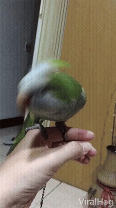 Person Holding Green Parrot On Finger Viralhog GIF