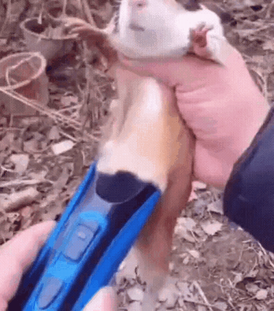 Person Holding Guinea Pig And Blue Toy Train GIF