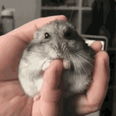Person Holding Hamster Eating GIF