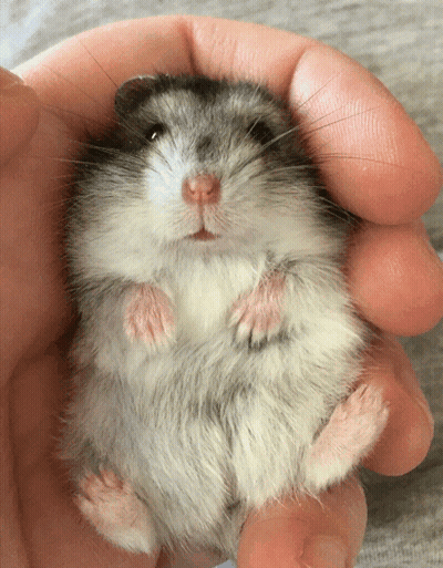 Person Holding Hamster GIF