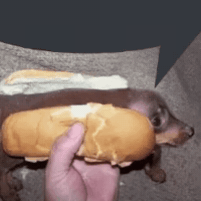 Person Holding Hot Dog GIF