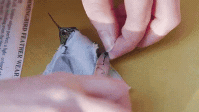 Person Holding Hummingbird Feather GIF