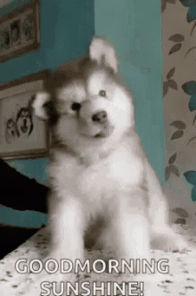 Person Holding Husky Puppy On Bed GIF