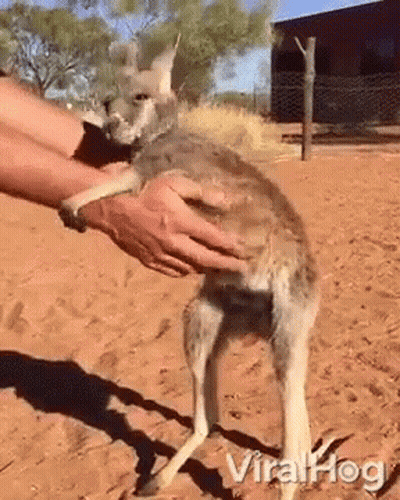Person Holding Kangaroo GIF