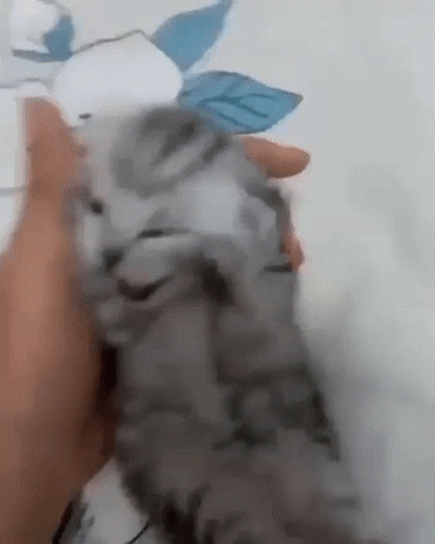 Person Holding Kitten GIF