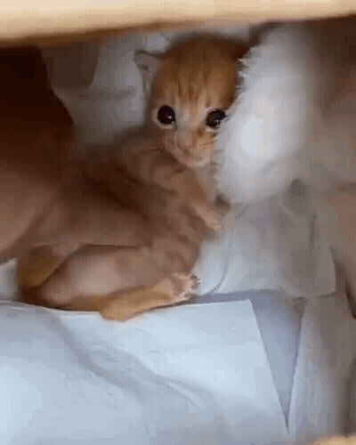 Person Holding Kitten GIF