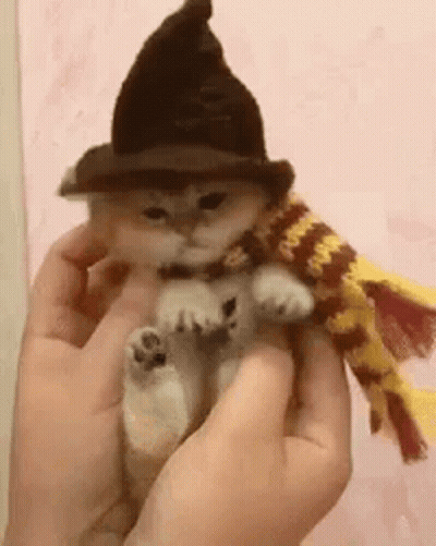 Person Holding Kitten In Hat And Scarf GIF