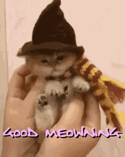 Person Holding Kitten In Witch Hat And Scarf Saying Good Meowing GIF