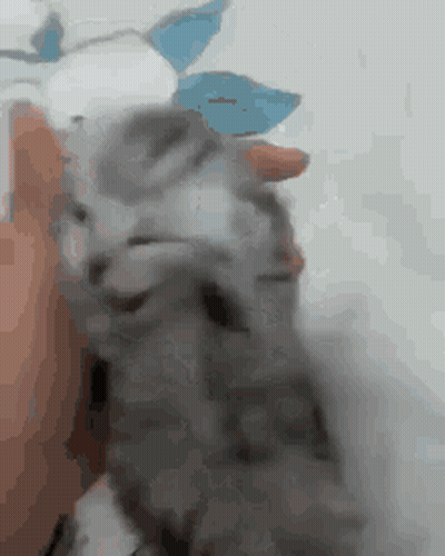 Person Holding Kitten GIF