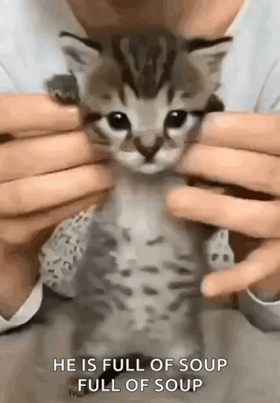 Person Holding Kitten Saying Full Of Soup GIF
