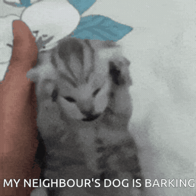 Person Holding Kitten Saying My Neighbour's Dog Barking GIF