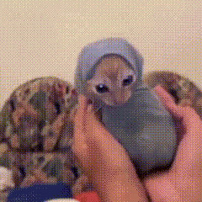 Person Holding Kitten With Hooded Hat GIF