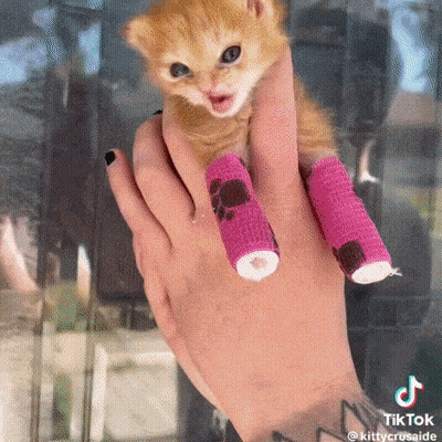 Person Holding Kitten With Pink Bandages GIF