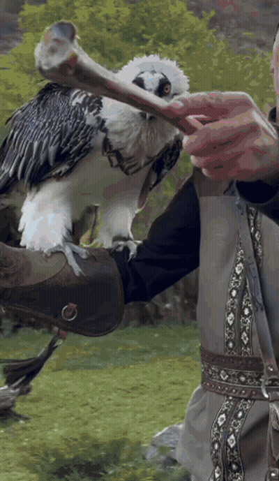 Person Holding Large Bird With Long Beak GIF