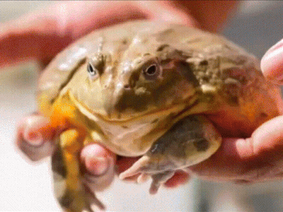 Person Holding Large Frog GIF