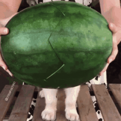 Person Holding Large Watermelon With Dog On Table GIF