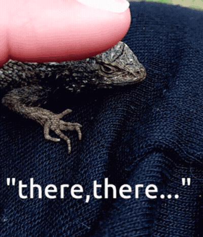 Person Holding Lizard Saying There There GIF