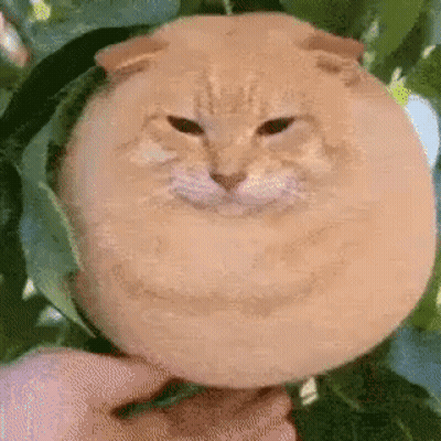 Person Holding Melon Cat With Face GIF