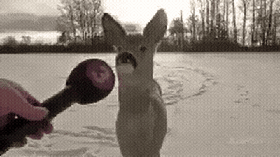 Person Holding Microphone In Front Of Deer GIF