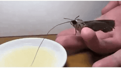 Person Holding Moth On Finger Beside Bowl Liquid GIF