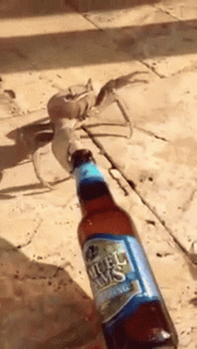 Person Holding Natural Jaws Beer Bottle GIF
