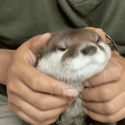 Person Holding Otter Looking At Camera GIF