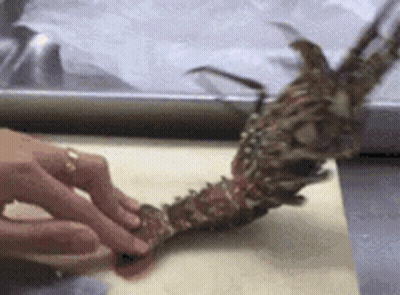 Person Holding Piece Of Meat On Table GIF